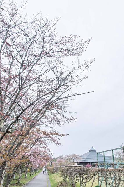 20240426yagasaki-sakura01.jpg