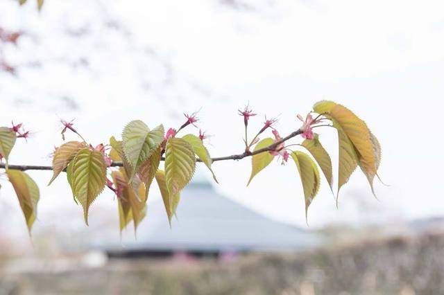 20240426yagasaki-sakura02.jpg