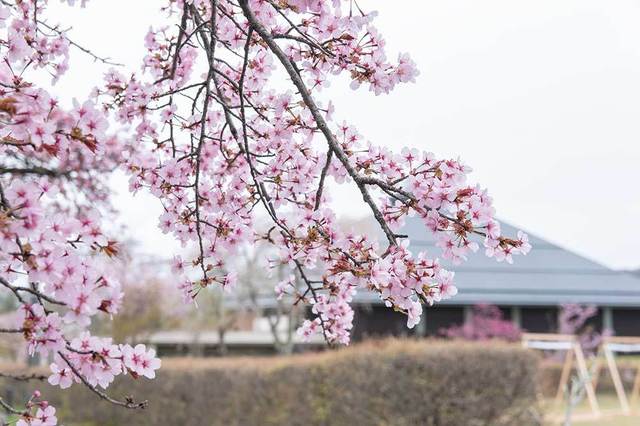 20240426yagasaki-sakura03.jpg