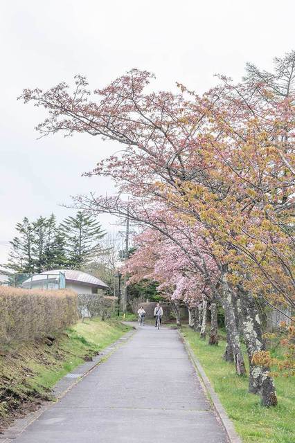20240426yagasaki-sakura04.jpg