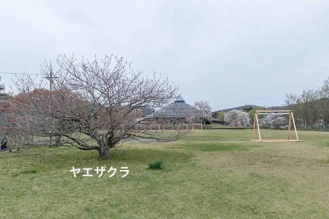 20240426yagasaki-yaezakura01.jpg