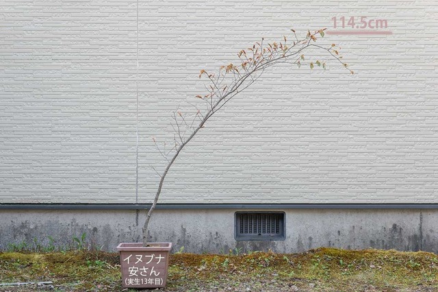 20240429inubuna13y_an_00.jpg