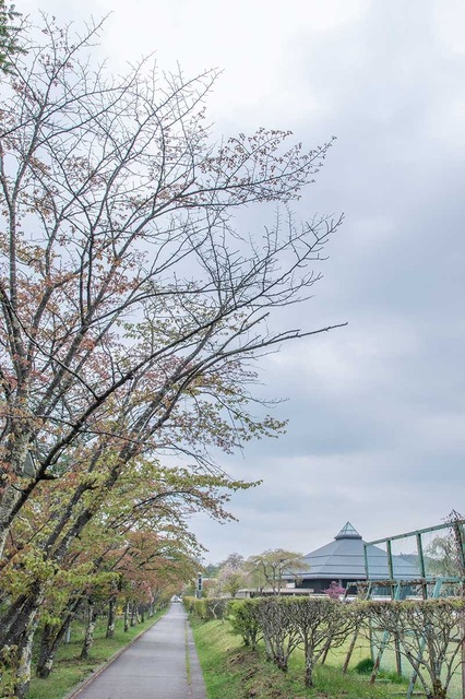 20240429yagasaki-sakura01.jpg