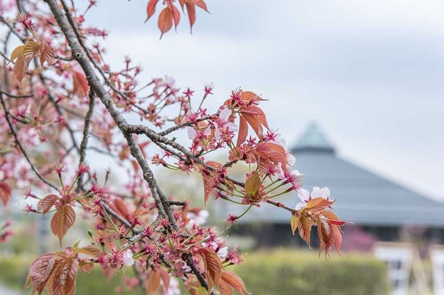 20240429yagasaki-sakura02.jpg