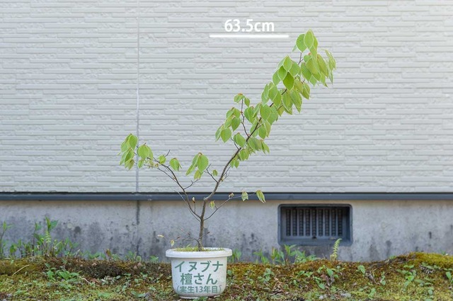 20240503inubuna13y_dan_00.jpg