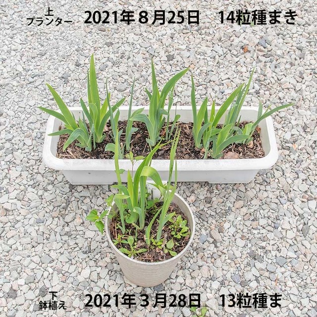 20240512hiougi01.jpg