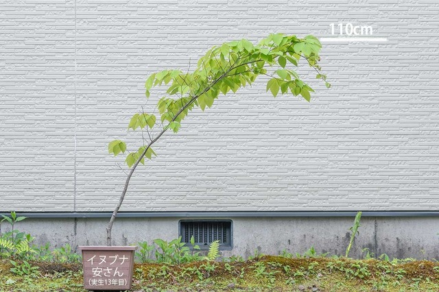 20240512inubuna13y_an_00.jpg