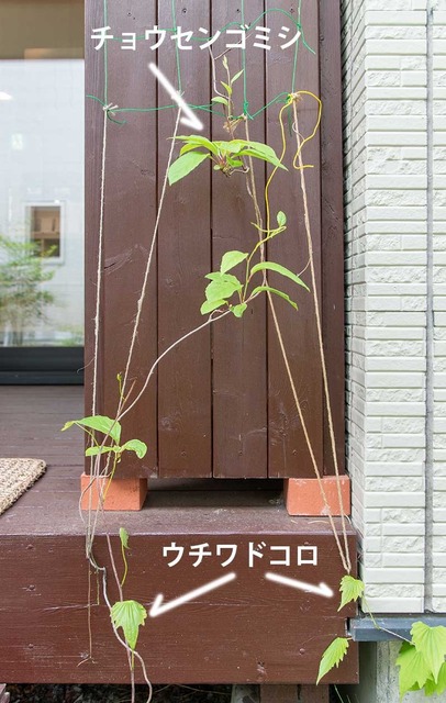 20240518midori05.jpg