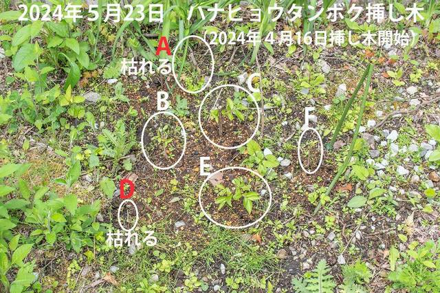 20240523niqE^{N}00.jpg