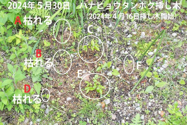 20240530niqE^{N}00.jpg