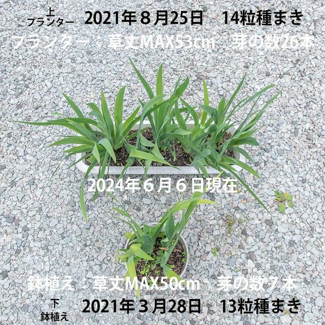 20240606hiougi00.jpg