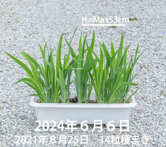 20240606hiougi02.jpg