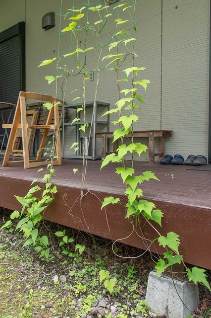 20240606midori03.jpg
