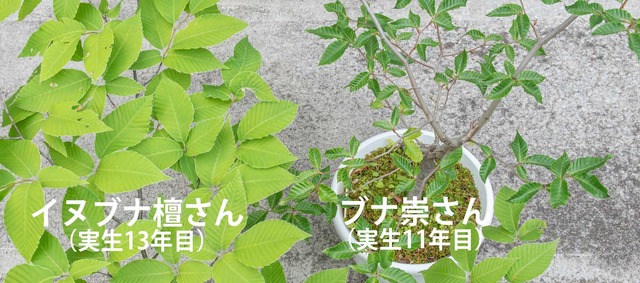 20240609buna11y_su-inubuna13y_dan_00.jpg