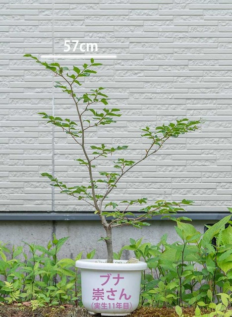 20240609buna11y_su_00.jpg