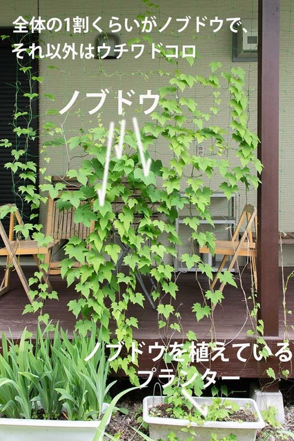20240617midori03b.jpg