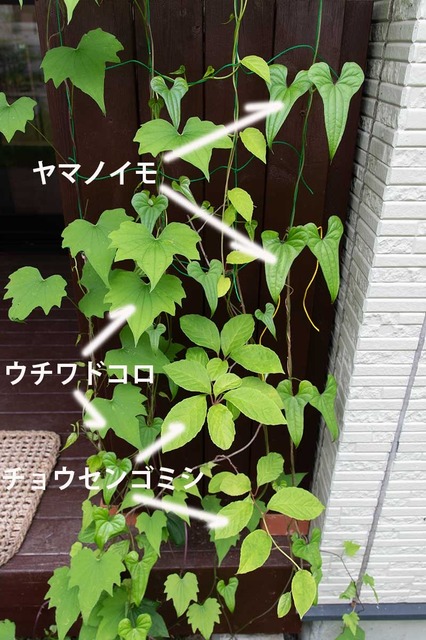 20240617midori04.jpg
