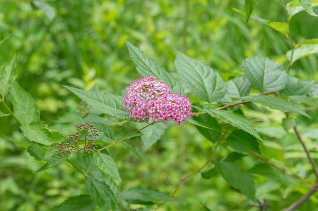20240620museum-shimotsuke01.jpg