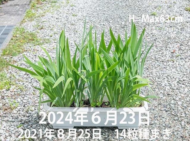 20240623hiougi01.jpg