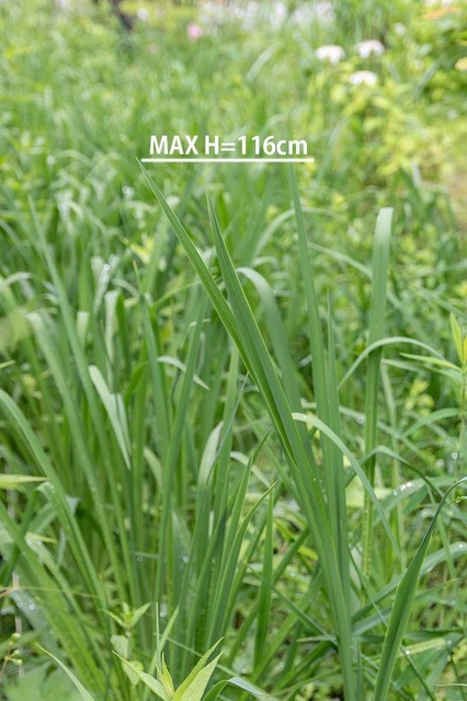 20240629EXQ_nA_Ԍs116cm.jpg