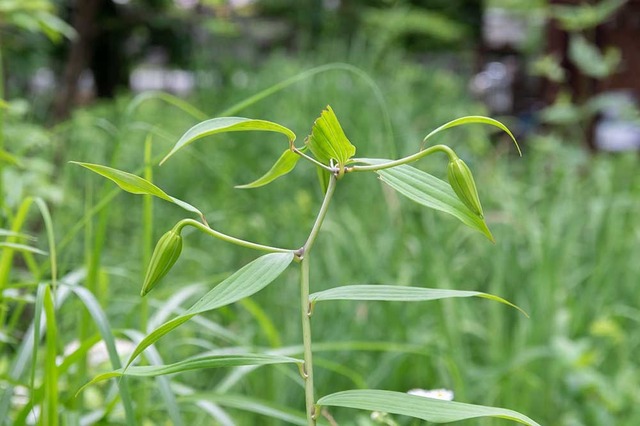 20240702museum-yamayuri.jpg