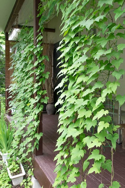20240708midori03.jpg