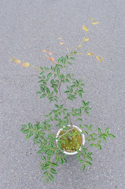 20240710buna11y_su_01.jpg