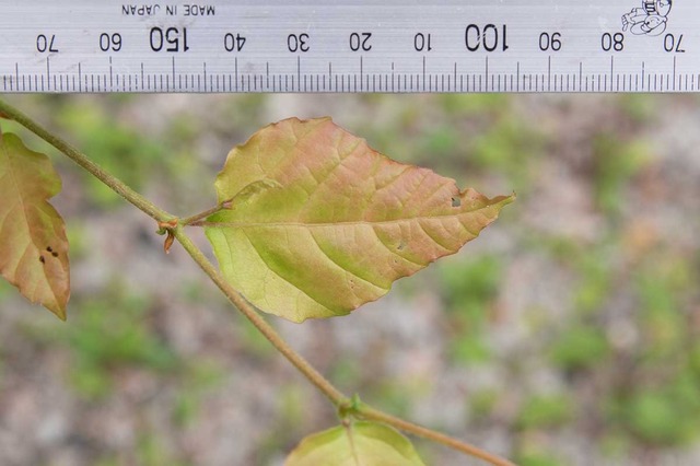 20240710buna11y_su_04.jpg