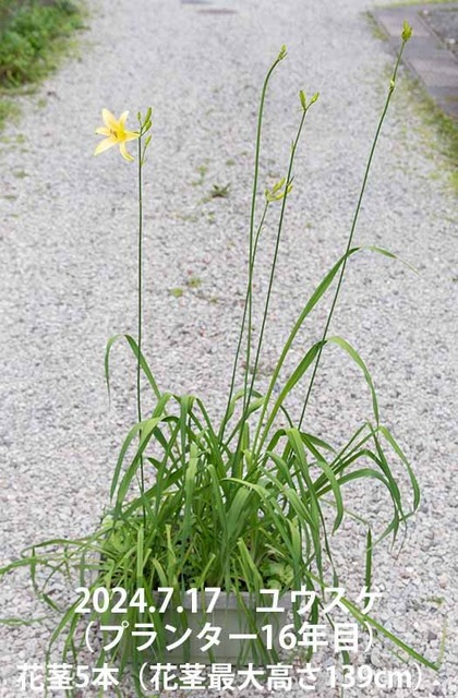 20240717_planter16Y-1634.jpg