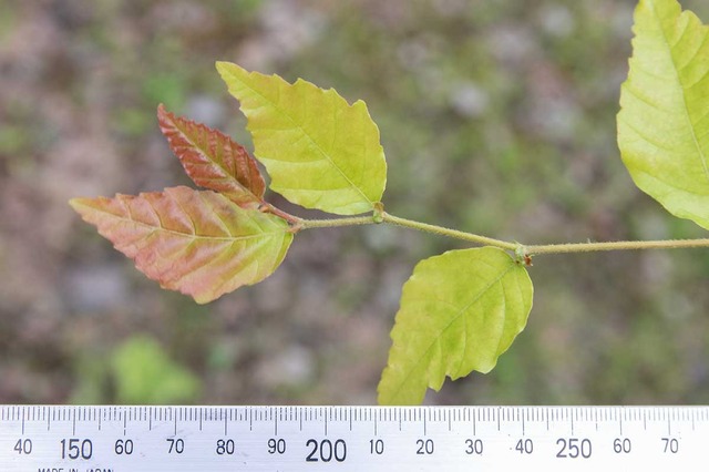 20240721buna11y_su_04.jpg
