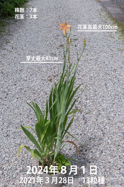 20240801hiougi01.jpg