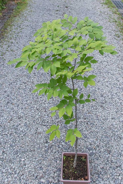 20240807inubuna13y_an_01.jpg