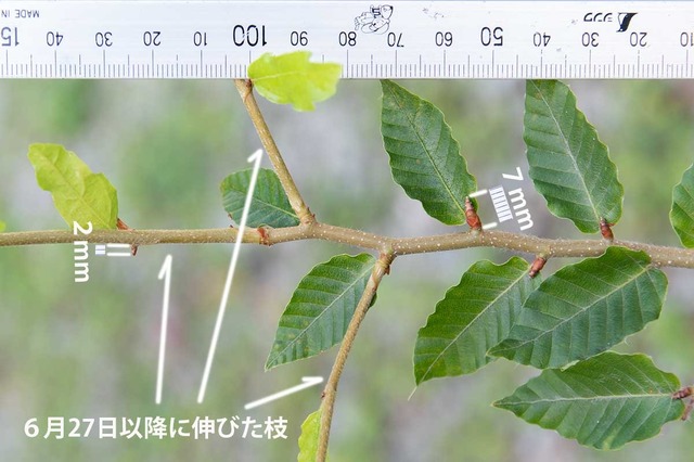 20240808buna11y_su_02re.jpg