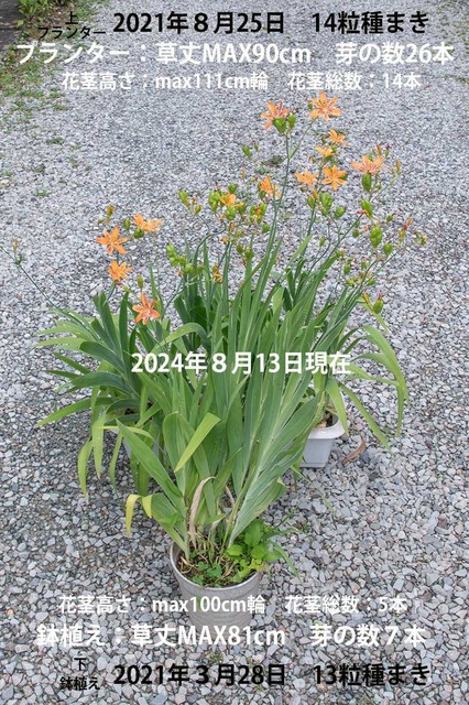 20240813hiougi00.jpg