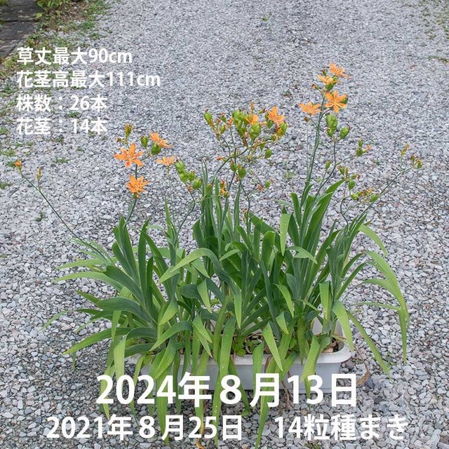 20240813hiougi01.jpg