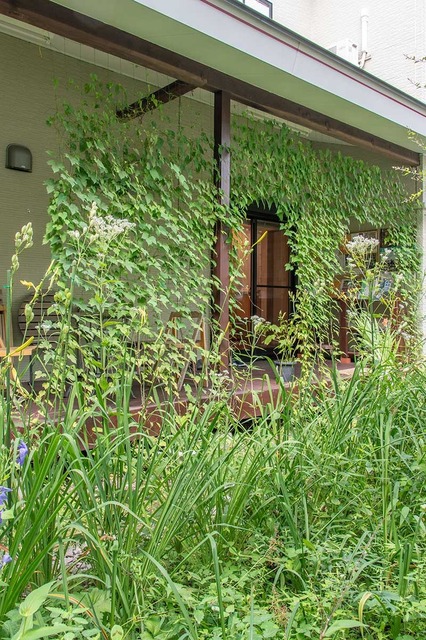 20240817midori01.jpg