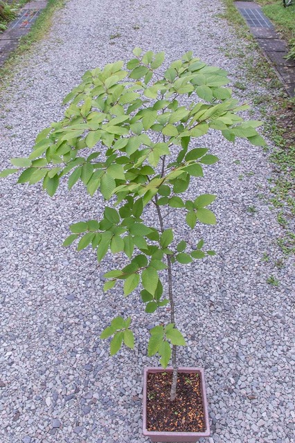 20240901inubuna13y_an_01.jpg