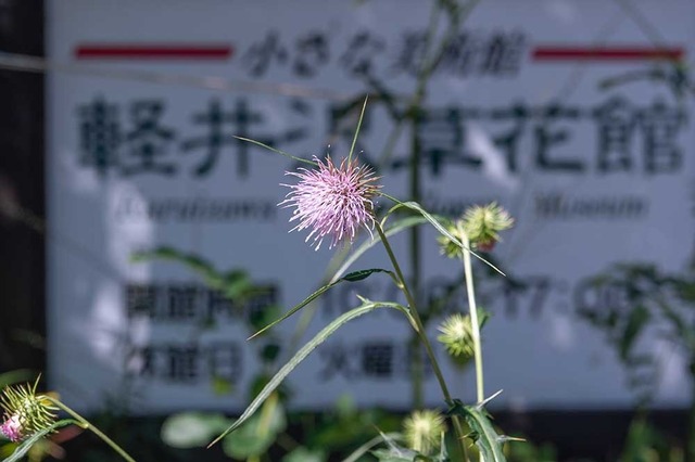 20240905museum-toneazami01.jpg