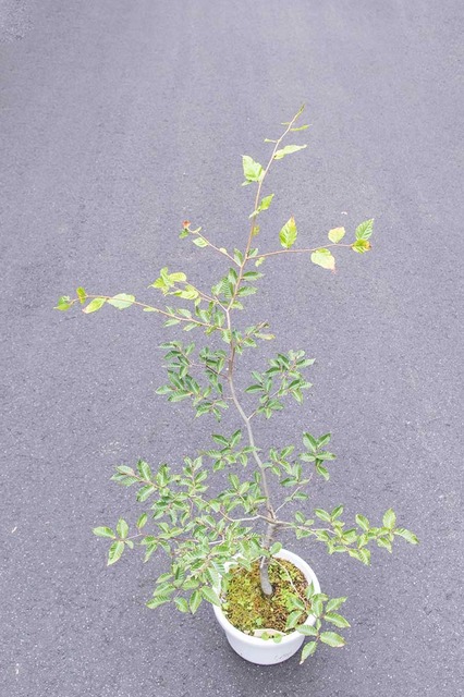 20240916buna11y_su_01.jpg
