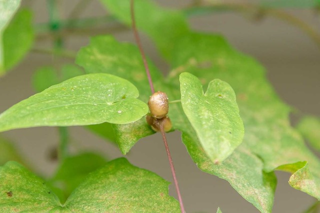 20240921midori04.jpg