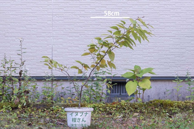 20241013inubuna13y_dan_00.jpg