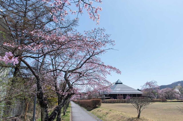 20250421yagasaki-sakura02.jpg