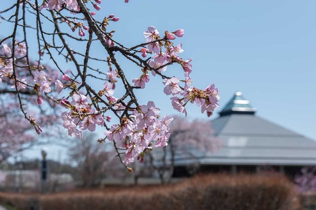 20250421yagasaki-sakura03.jpg