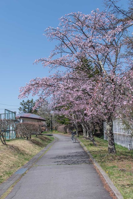 20250421yagasaki-sakura04.jpg