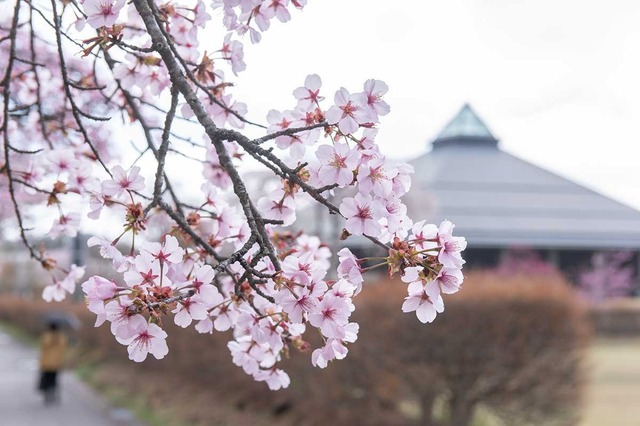 20250424yagasaki-sakura02.jpg