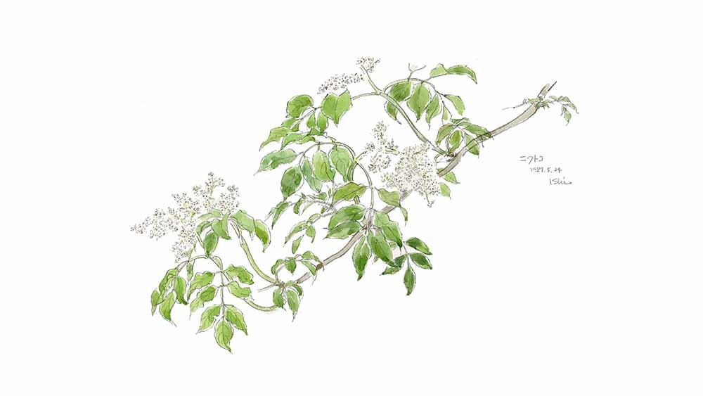 2025】石川功一の水彩・油彩展 軽井沢の花と実（ニワトコ）6/28