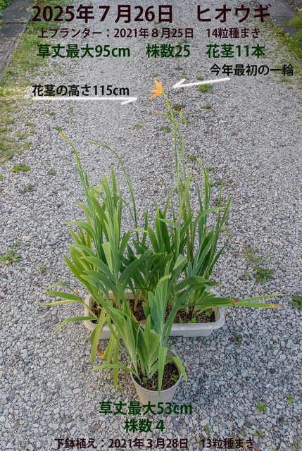 20250726hiougi01.jpg