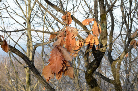 kashiwa20120428.jpg