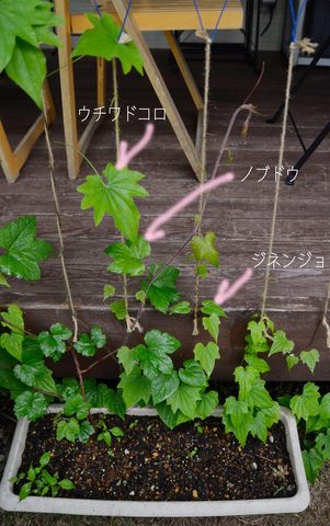 midori01.jpg