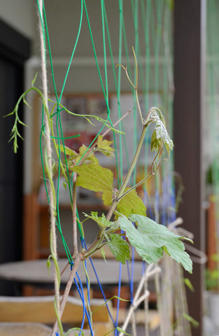 midori0525-02.jpg